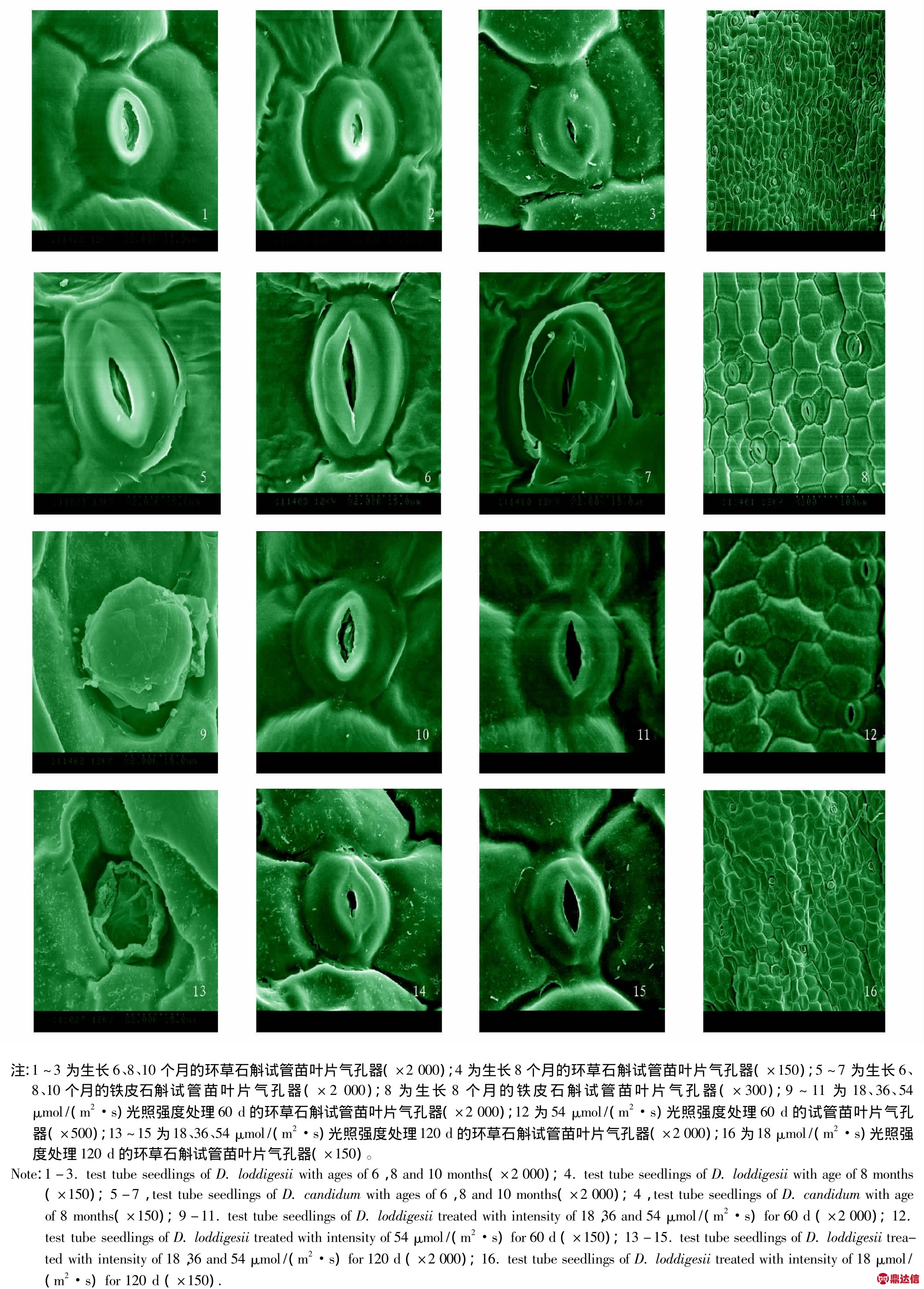 环草石斛和铁皮石斛试管苗叶片气孔特征比较